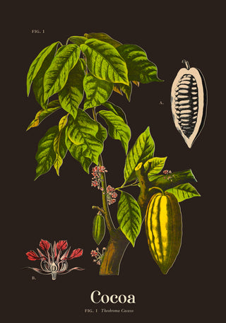 Cacao Botanical Poster black – Botanischer Druck | Fine Art | Canvas