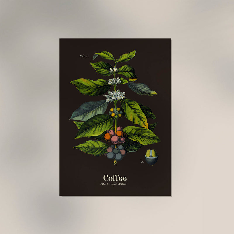 Coffee Botanical – Fine Art Print | Botanische Studie | Ausstellungsposter — Ansicht 3