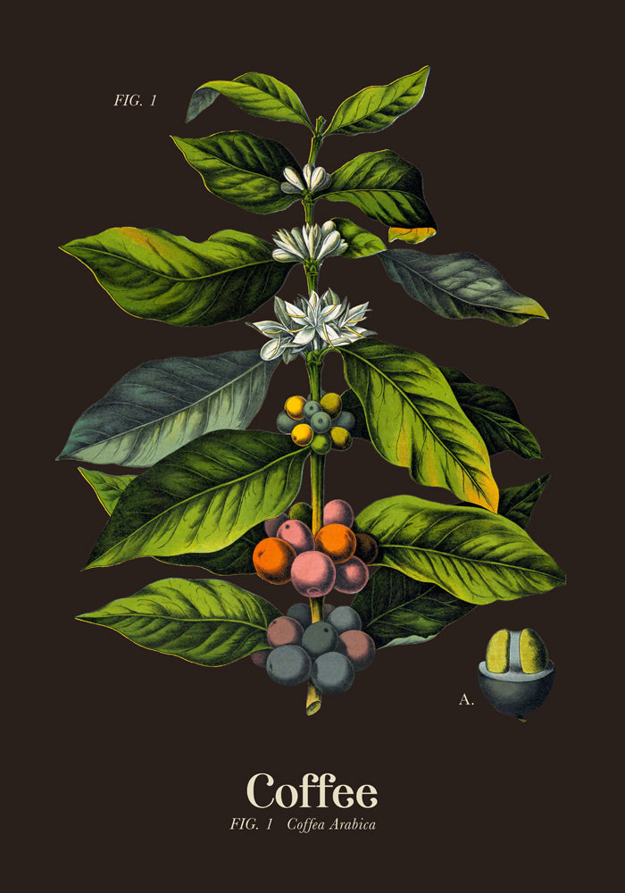 Coffee Botanical – Fine Art Print | Botanische Studie | Ausstellungsposter — Ansicht 4