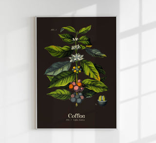 Coffee Botanical – Fine Art Print | Botanische Studie | Ausstellungsposter