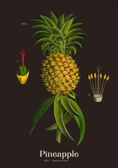 Pineapple Botanical Poster – Fine Art Print UV-beständig Tropische Ikone