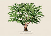 Vintage Palm Tree Livistona Poster – Fine Art Print | UV-beständig — Ansicht 3