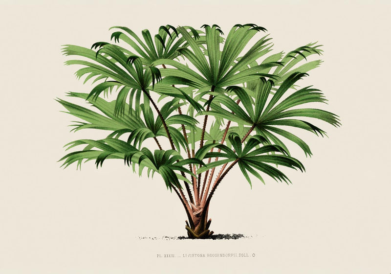 Vintage Palm Tree Livistona Poster – Fine Art Print | UV-beständig — Ansicht 3