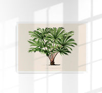 Vintage Palm Tree Livistona Poster – Fine Art Print | UV-beständig — Ansicht 1