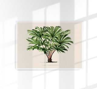 Vintage Palm Tree Livistona Poster – Fine Art Print | UV-beständig | Fächer-Ikone