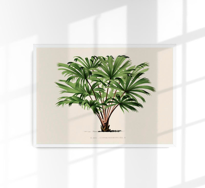 Vintage Palm Tree Livistona Poster – Fine Art Print | UV-beständig — Patroa Studio