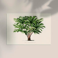 Vintage Palm Tree Livistona Poster – Fine Art Print | UV-beständig — Ansicht 2