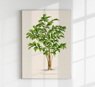 Vintage Tree Caryota Sobolifera Poster – Fine Art Print | UV-beständig | Fächerfarn-Ästhetik