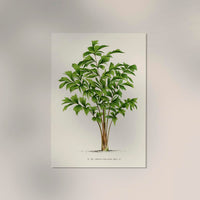 Vintage Tree Caryota Sobolifera Poster – Fine Art Print UV-beständig — Ansicht 2