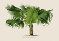 Sabal Blackburniana Fine Art Print – Botanical Illustration Tropical Palm — Ansicht 3
