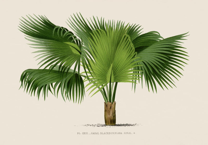 Sabal Blackburniana Fine Art Print – Botanical Illustration Tropical Palm — Ansicht 3
