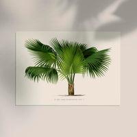 Sabal Blackburniana Fine Art Print – Botanical Illustration Tropical Palm — Ansicht 2