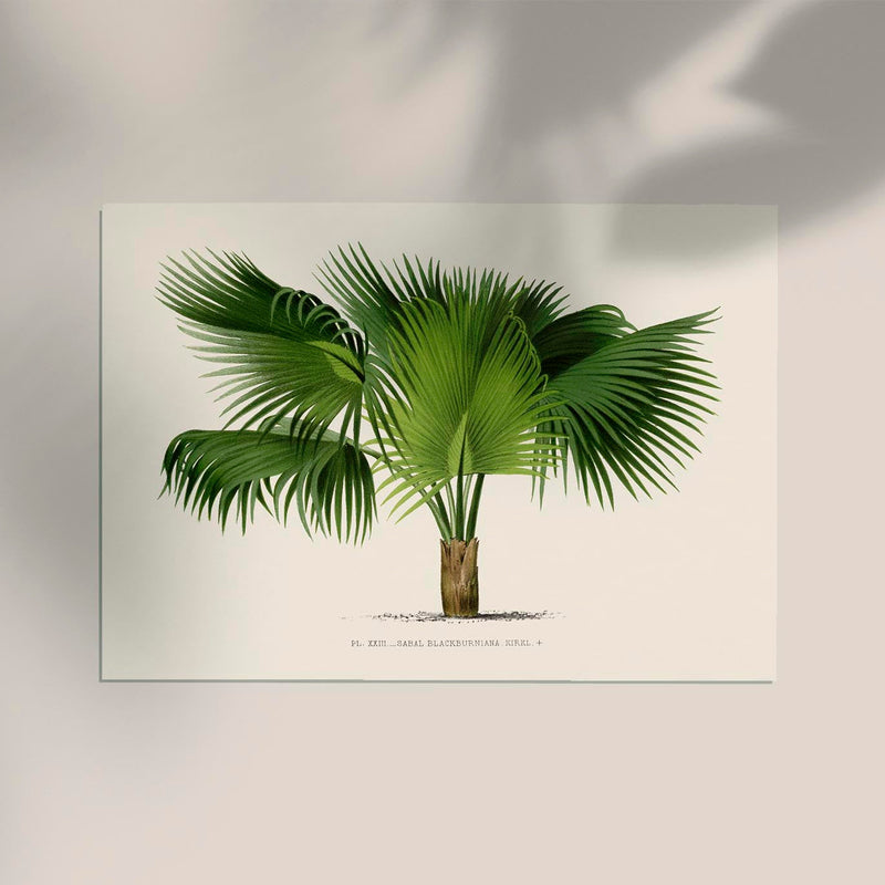 Sabal Blackburniana Fine Art Print – Botanical Illustration Tropical Palm — Ansicht 2