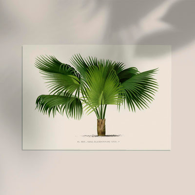 Sabal Blackburniana Fine Art Print – Botanical Illustration Tropical Palm
