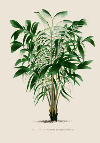 Astrocaryum Murumuru Poster – Fine Art Print | UV-beständig | Amazonische Präsenz