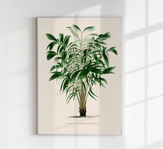 Astrocaryum Murumuru Poster – Fine Art Print | UV-beständig | Amazonische Präsenz