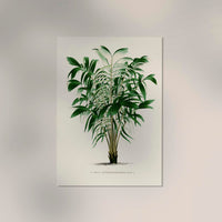 Astrocaryum Murumuru Poster – Fine Art Print UV-beständig — Ansicht 2