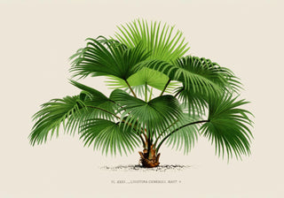 Livistona Chinesis Poster – Fine Art Print | UV-beständig | Fächerpalmen-Ästhetik