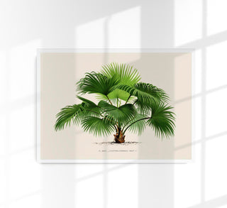 Livistona Chinesis Poster – Fine Art Print | UV-beständig | Fächerpalmen-Ästhetik
