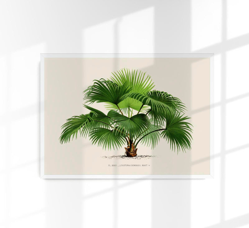 Livistona Chinesis Poster – Fine Art Print UV-resistant — Patroa Studio