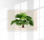Livistona Chinesis Poster – Fine Art Print UV-resistant