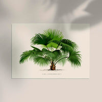 Livistona Chinesis Poster – Fine Art Print UV-resistant — Ansicht 2