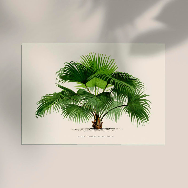Livistona Chinesis Poster – Fine Art Print UV-resistant — Ansicht 2