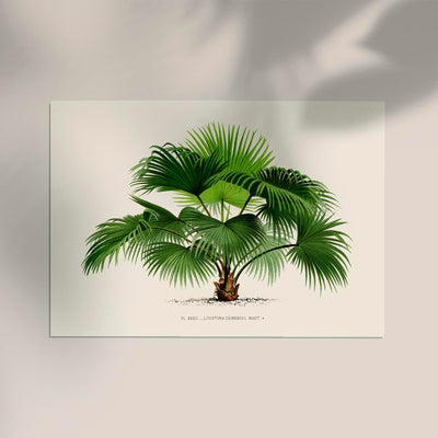 Livistona Chinesis Poster – Fine Art Print UV-beständig