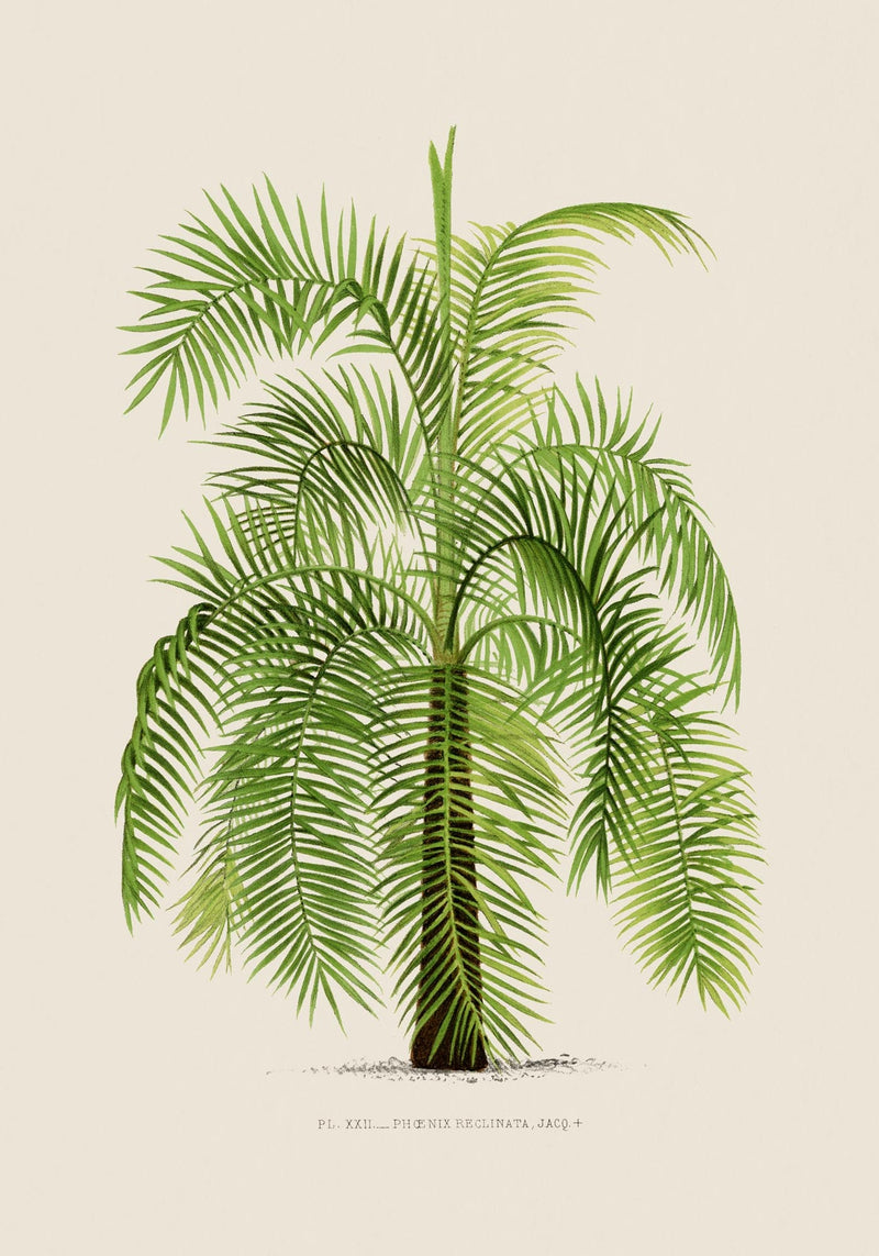 Phoenix Reclinata Poster – Fine Art Print UV-beständig Senegal-Dattelpalme — Ansicht 3
