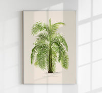 Phoenix Reclinata Poster – Fine Art Print UV-beständig Senegal-Dattelpalme — Ansicht 1