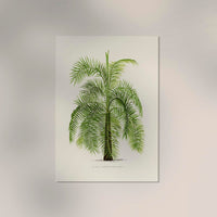 Phoenix Reclinata Poster – Fine Art Print UV-beständig Senegal-Dattelpalme — Ansicht 2
