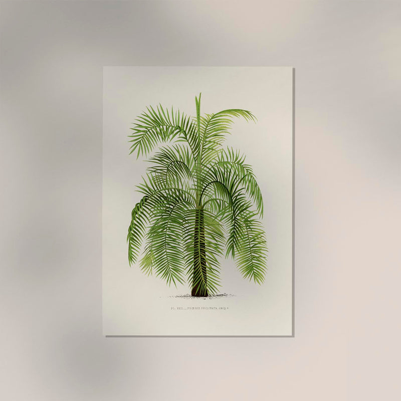 Phoenix Reclinata Poster – Fine Art Print UV-beständig Senegal-Dattelpalme — Ansicht 2