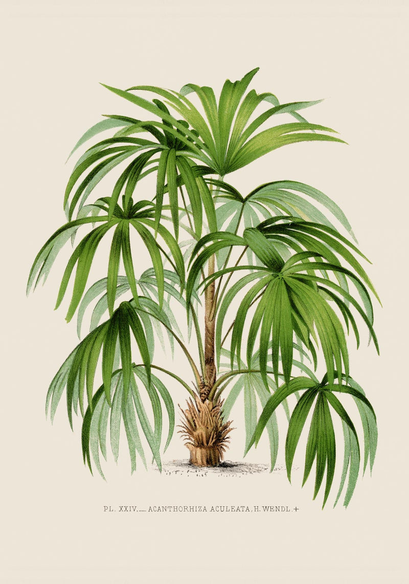 Acanthorhiza Aculeata Botanical Poster – Tropical Plant UV-Resistant — Ansicht 3