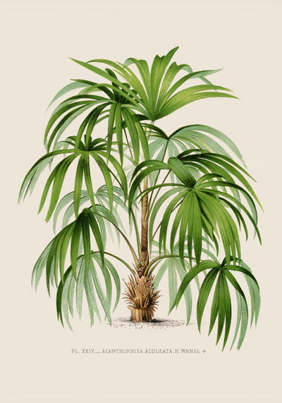 Acanthorhiza Aculeata Botanical Poster – Tropical Plant UV-Resistant