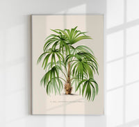 Acanthorhiza Aculeata Botanical Poster – Tropical Plant UV-Resistant — Ansicht 1
