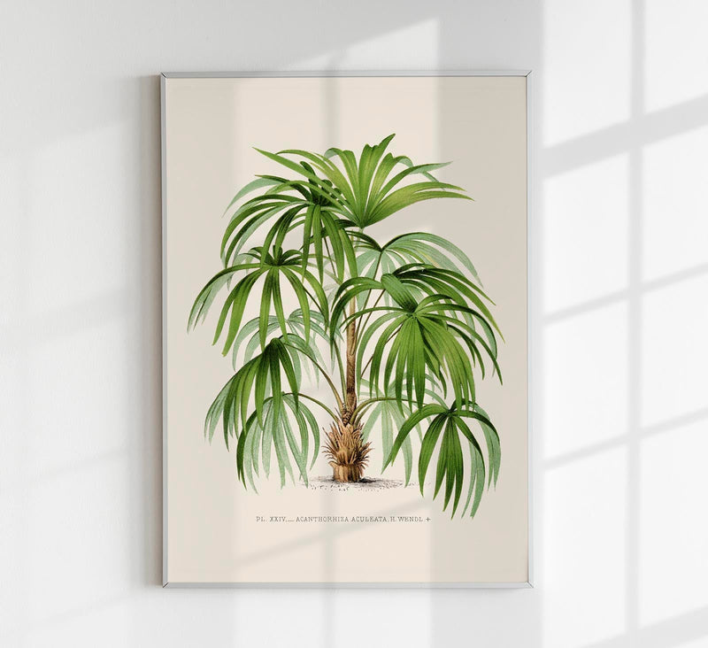 Acanthorhiza Aculeata Botanical Poster – Tropical Plant UV-Resistant — Patroa Studio
