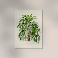Acanthorhiza Aculeata Botanical Poster – Tropical Plant UV-Resistant — Ansicht 2