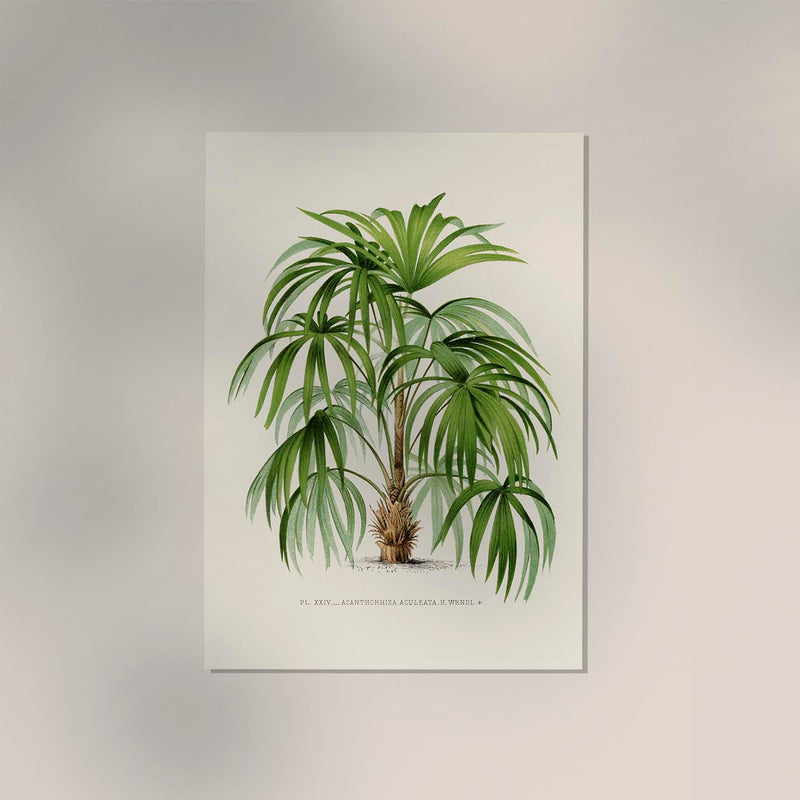 Acanthorhiza Aculeata Botanical Poster – Tropical Plant UV-Resistant — Ansicht 2