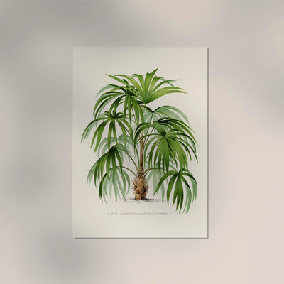 Acanthorhiza Aculeata Botanical Poster – Tropical Plant UV-Resistant