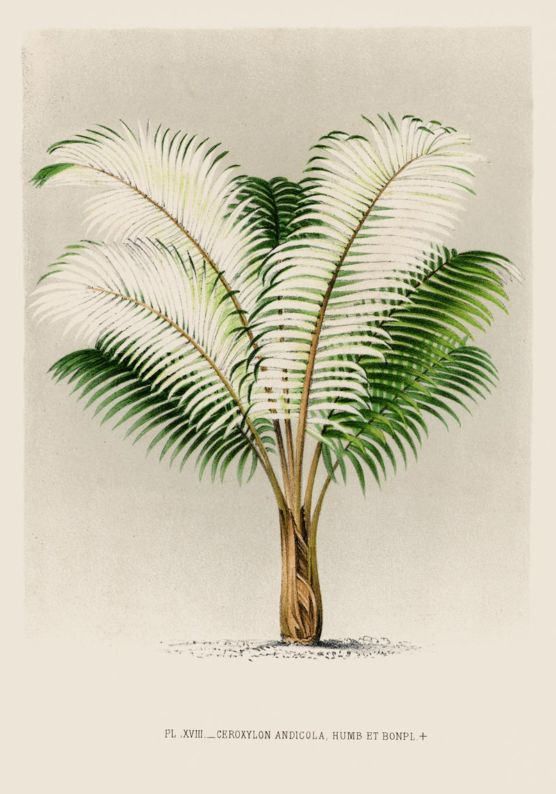 Ceroxylon Andicola Poster – Fine Art Print UV-resistant Andean Wax Palm — Ansicht 3