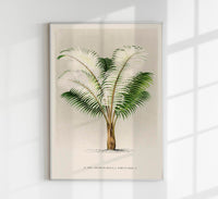 Ceroxylon Andicola Poster – Fine Art Print UV-resistant Andean Wax Palm — Ansicht 1