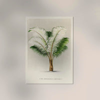 Ceroxylon Andicola Poster – Fine Art Print UV-resistant Andean Wax Palm — Ansicht 2