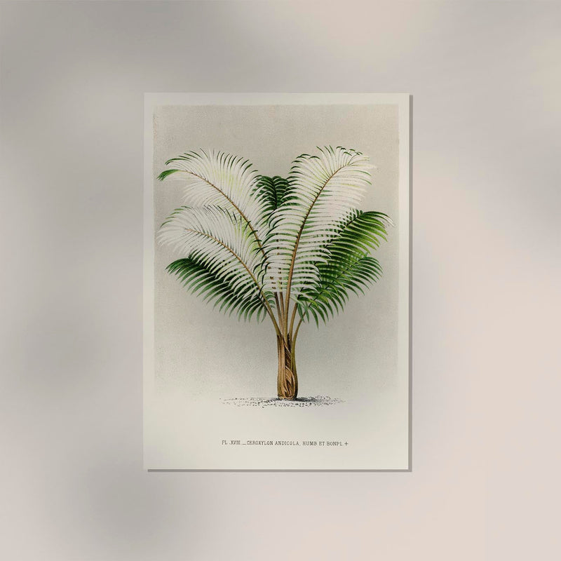 Ceroxylon Andicola Poster – Fine Art Print UV-resistant Andean Wax Palm — Ansicht 2