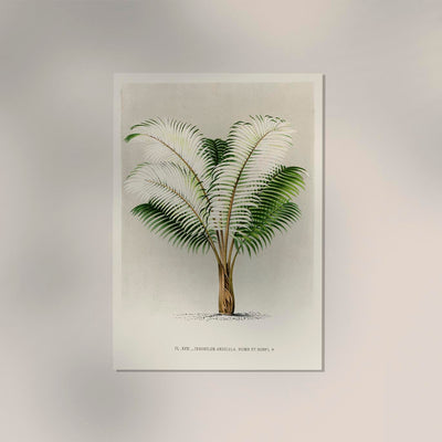 Ceroxylon Andicola Poster – Fine Art Print UV-resistant Andean Wax Palm