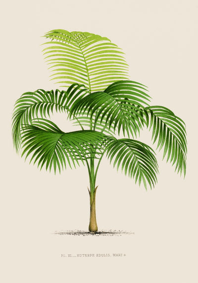 Euterpe Edulis Poster – Vibrant | Natural | Tropical Flair