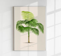 Euterpe Edulis Poster – Vibrant | Natural | Tropical Flair — Ansicht 1