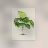 Euterpe Edulis Poster – Vibrant | Natural | Tropical Flair — Ansicht 2