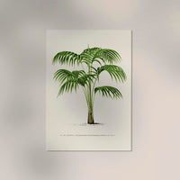 Kentia Poster – Fine Art Print UV-beständig Minimalistische Tropenruhe — Ansicht 2