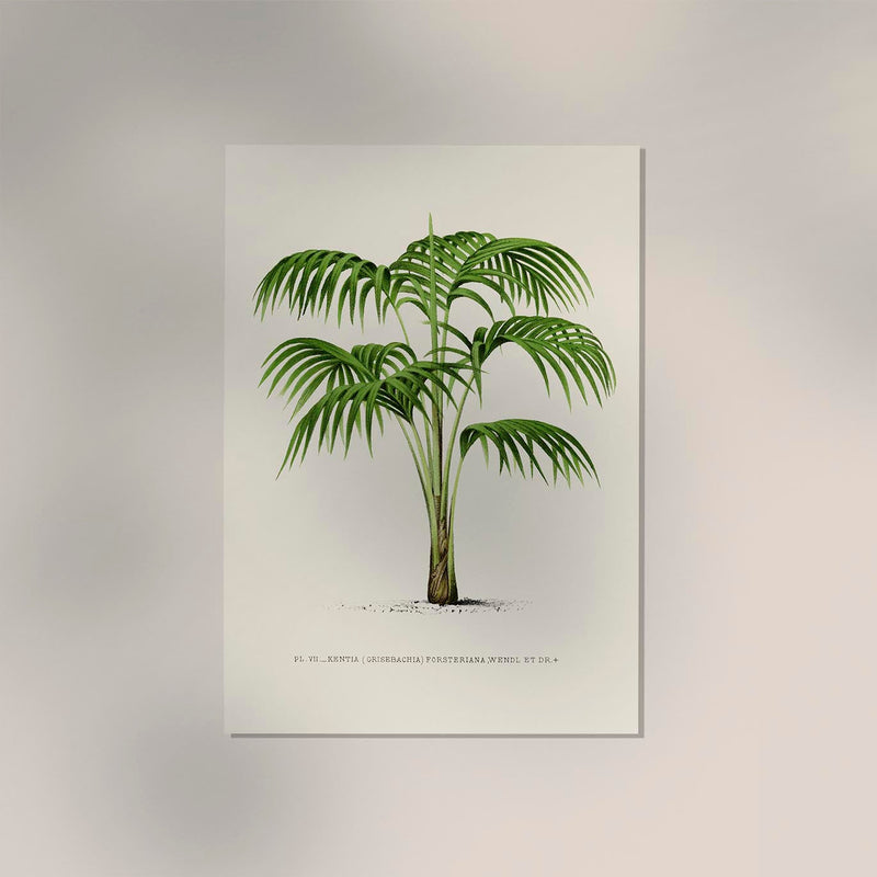 Kentia Poster – Fine Art Print UV-beständig Minimalistische Tropenruhe — Ansicht 2