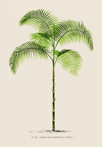 Chamaedorea Graminifolia Poster – Fine Art Print UV-resistant Botanical Art — Ansicht 3